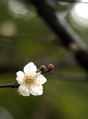 20110221_ume.jpg