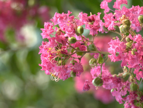 100831_Lagerstroemia.jpg