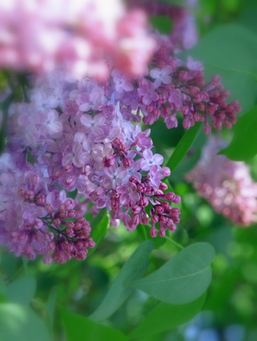 17_Lilac.jpg