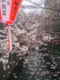 20110402_megurogawa.JPG