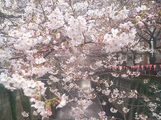 20110402_megurogawa2.JPG