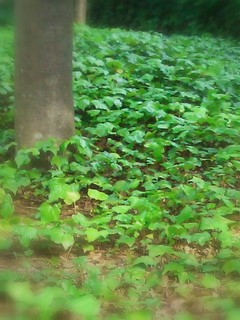 無人島に何を持っていくか 菜の花草庵
